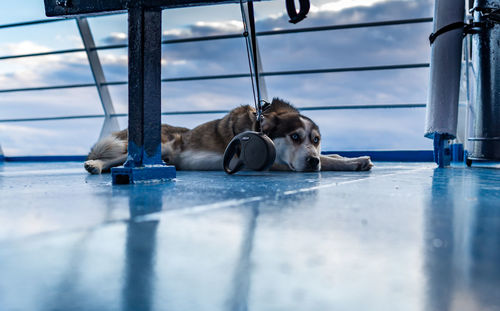 Close-up of dog against sky