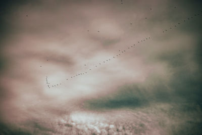 Low angle view of birds flying in sky