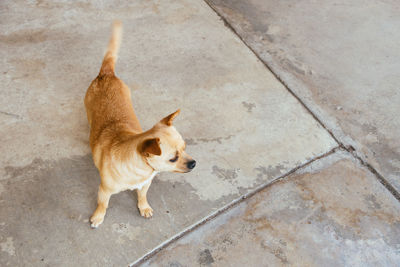 High angle view of chihuahua on footpath