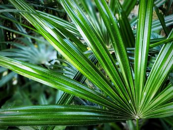 Close-up of plant