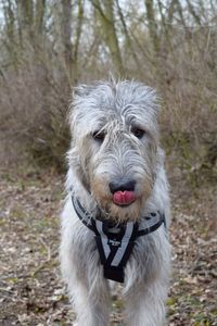 Close-up portrait of dog