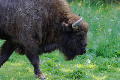 Wisent  in a field