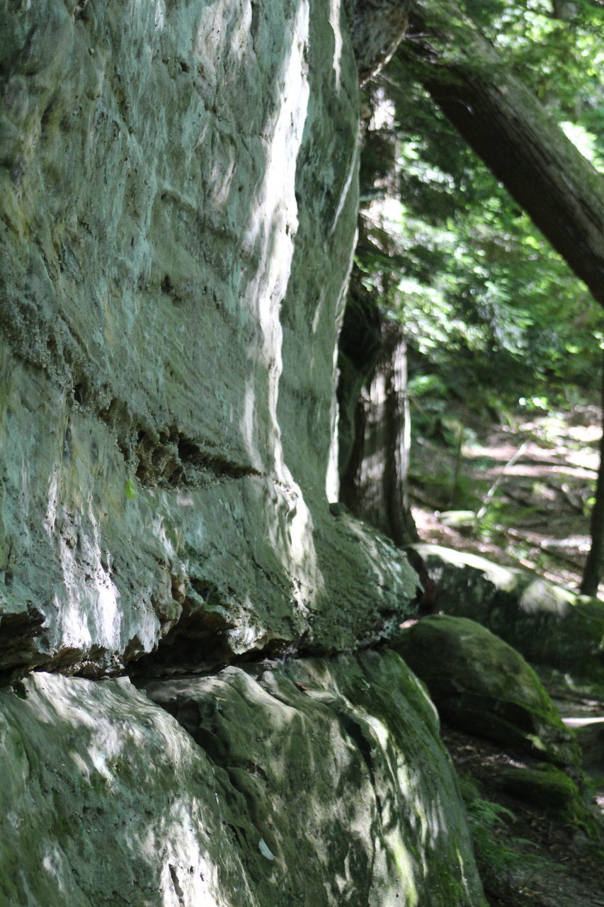 CLOSE-UP OF ROCK FORMATION ON TREE TRUNK