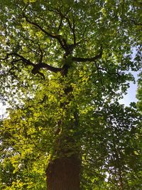 Low angle view of trees against sky