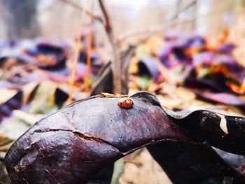 Close-up of ladybug on plant