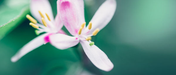 Close-up of pink flowering plant