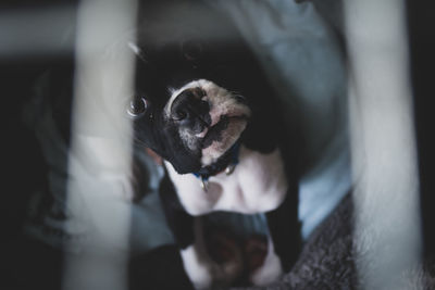 High angle view of portrait of dog