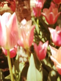 Close-up of pink roses