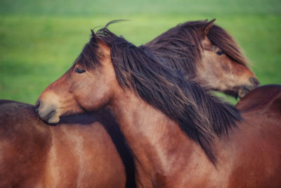 Brown horses on sunny day