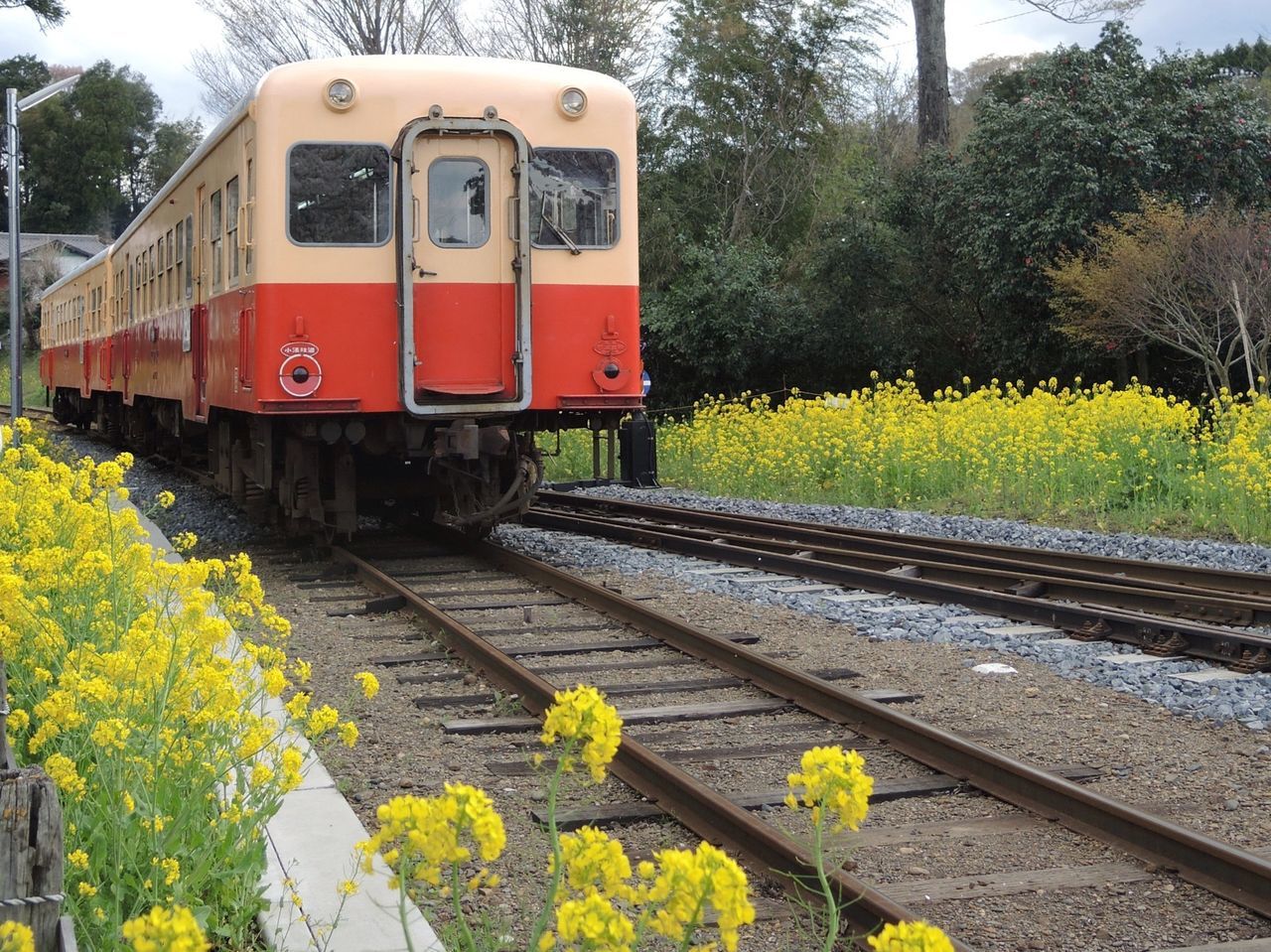 railroad track, rail transportation, transportation, public transportation, train - vehicle, mode of transport, yellow, passenger train, tree, train, growth, travel, railroad station, land vehicle, green color, railway track, day, railroad station platform, plant, outdoors