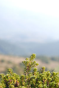 Close-up of plants growing on field against sky