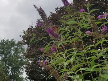 Low angle view of purple flowers blooming on tree