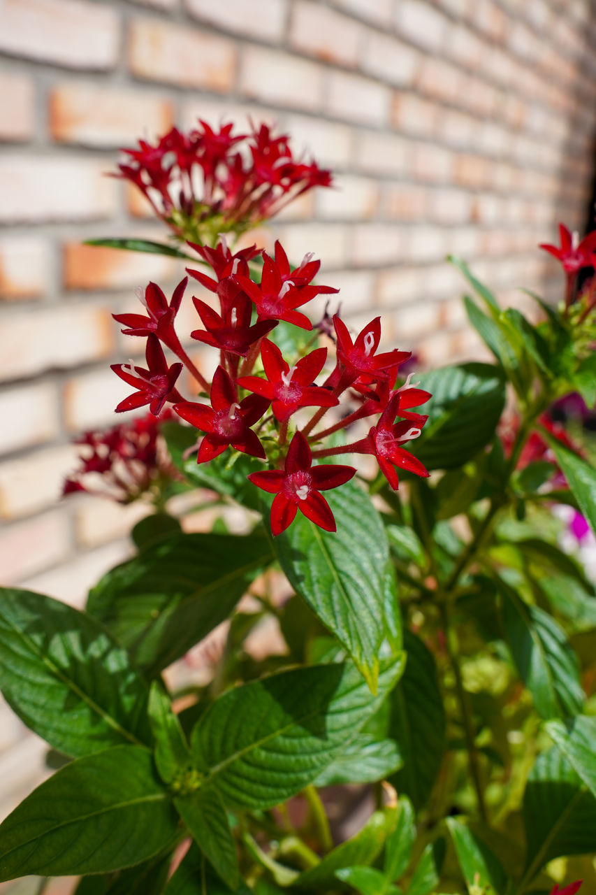 plant, flower, leaf, plant part, flowering plant, nature, beauty in nature, growth, red, freshness, close-up, brick, no people, architecture, fragility, focus on foreground, brick wall, green, outdoors, day, built structure, building exterior, wall, petal, flower head, blossom