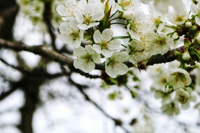 Close-up of white cherry blossom tree