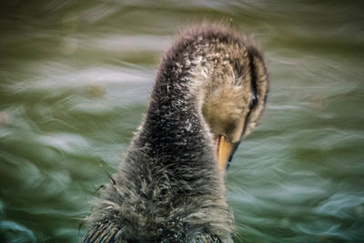 Close-up of swan swimming in lake