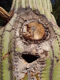 Close-up of tree stump