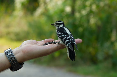 Close-up of hand holding bird