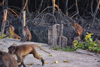 Macaque long tailed monkey close-up phuket town river genus macaca cercopithecinae thailand asia