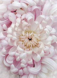 Close-up of pink dahlia flowers