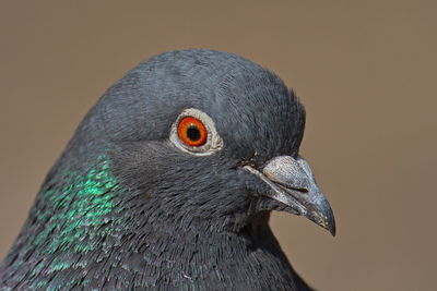 Pigeon head detail