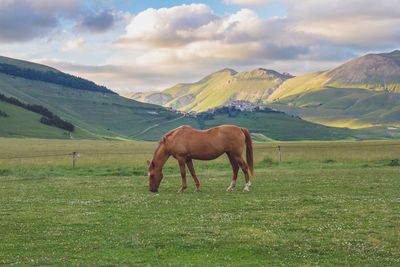 Horse grazing on field against sky