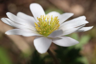 Close-up of white flower