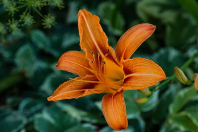 Close-up of orange flowers blooming in park