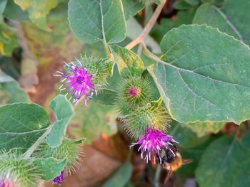 Close-up of pink flowering plant