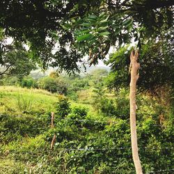 Scenic view of trees growing on field