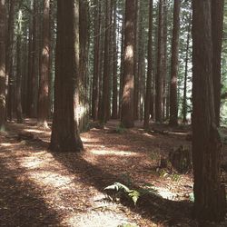 Trees in forest