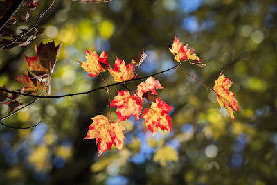 Close-up of maple leaves on tree