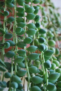 Close-up of cactus