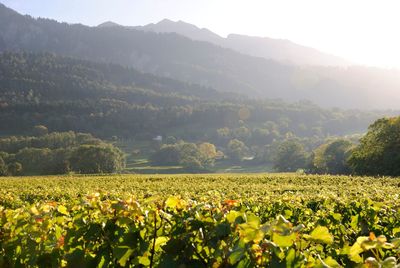 Scenic view of field against sky during sunset