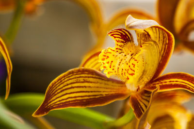 Close-up of yellow lily blooming outdoors