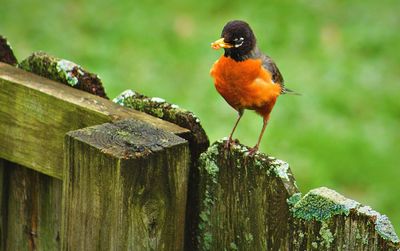 Close-up of bird perching on wall