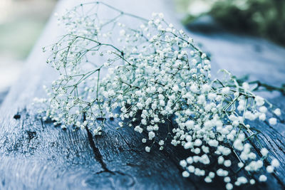 Close-up of frozen plant