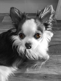 Close-up portrait of dog