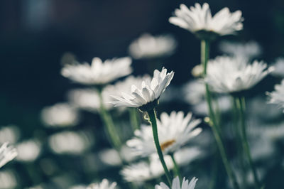 Beautiful white camomiles daisy flowers in garden or fields