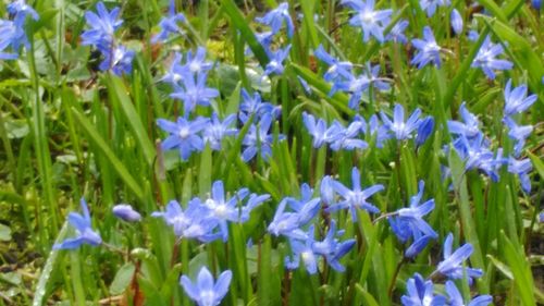 Close-up of purple flowers blooming in field