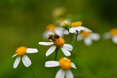 Close-up of insect on yellow flower