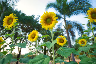 Close-up of yellow flowering plants against sky