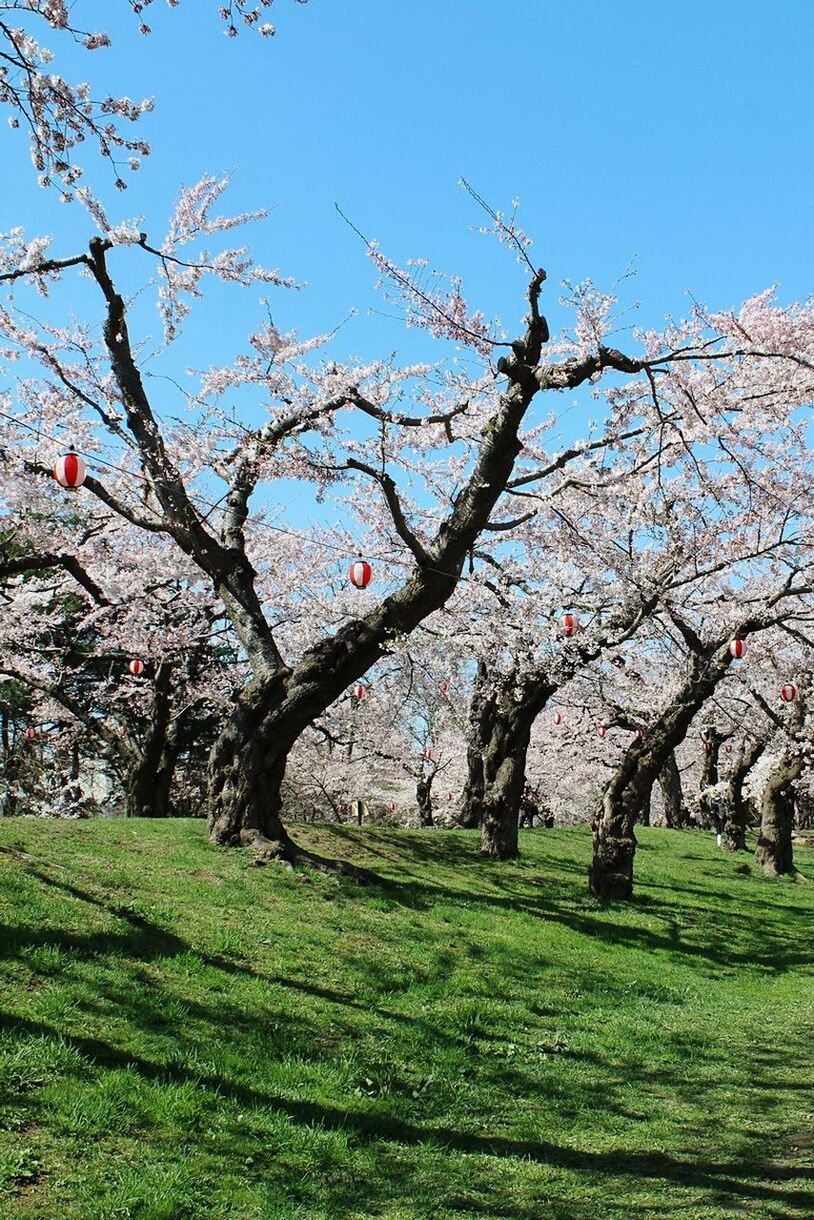 VIEW OF FLOWER TREE AGAINST CLEAR SKY