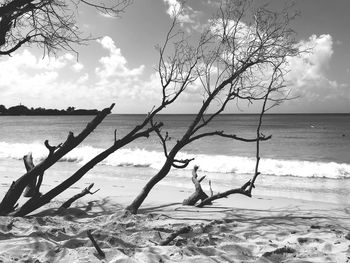 Bare tree by sea against sky