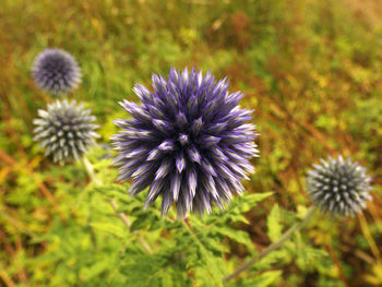Close-up of thistle blooming outdoors