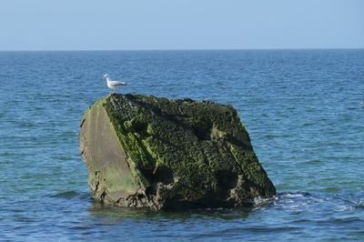 High angle view of seagulls on sea shore against sky