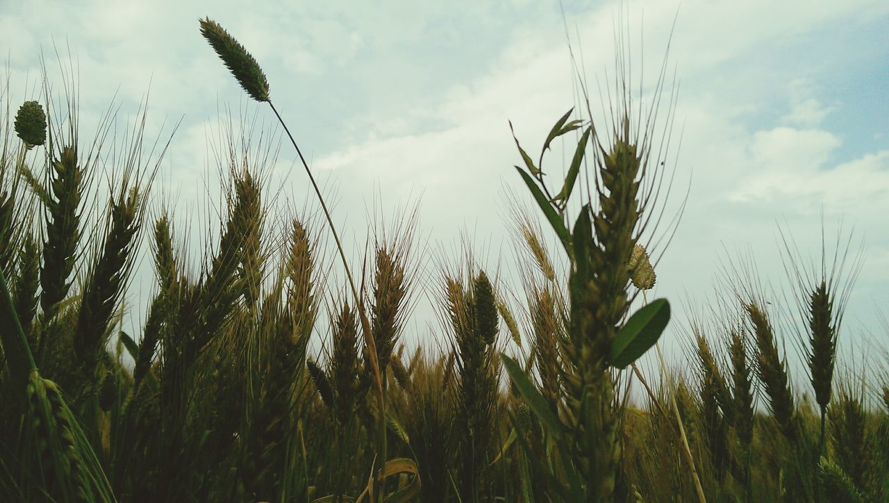 growth, sky, plant, tranquility, grass, nature, cloud - sky, tranquil scene, beauty in nature, cloud, growing, scenics, field, green color, cloudy, day, outdoors, no people, idyllic, landscape