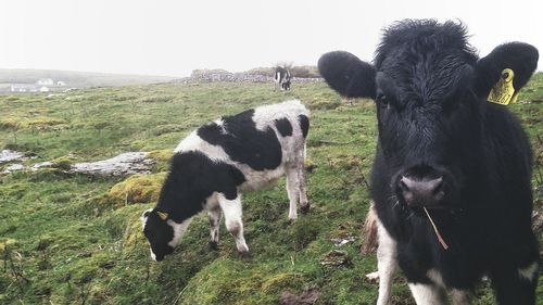 Cows on field against sky