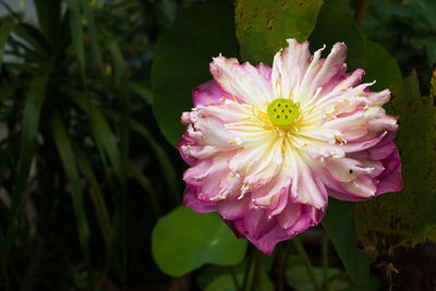 Close-up of pink flower blooming outdoors