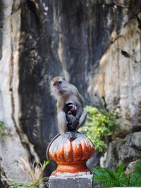 Close-up of monkey on wood