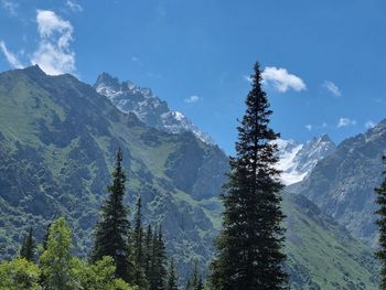 Scenic view of pine trees against sky